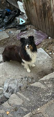 Lost sheltie64002556301057120