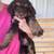 Multigen mini Bernedoodle 1 thumbnail