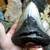 MEGALODON Fossil Giant Shark Tooth All Natural 17 thumbnail