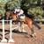 Perfect Warmblood gelding for sale 1 thumbnail