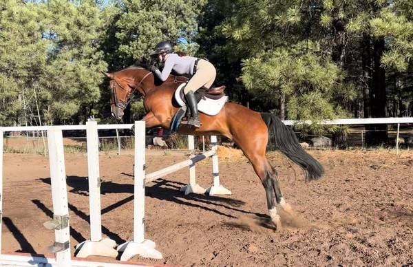 Perfect Warmblood gelding for sale 1