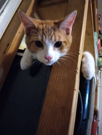 Male Kitten named Orange Chicken (Hanford)63695922343297120