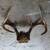 Antlers-$10 and up 4 thumbnail
