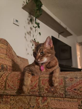 Rehoming Cat (Rock Springs)63655939200001124