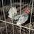 Bantams 3 thumbnail