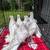 Nikolaevsky (Ukrainian) pigeons 3 thumbnail