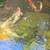 15 year old Koi need a new pond to call home 4 thumbnail