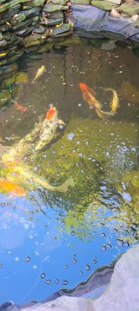 15 year old Koi need a new pond to call home (Springfield)64200662684674123