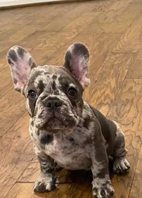 French bulldogbaby Text 707-590-70 FOUR 2 1
