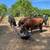 Bred cows 22 thumbnail