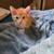 6 week old kittens for rehoming 3 thumbnail