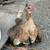 Gamefowl Chicks 4 thumbnail