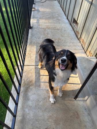 Australian shepherd 1