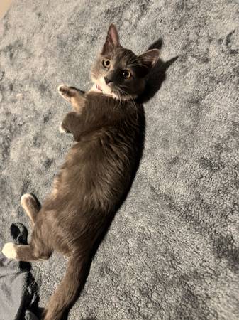 Rehoming Kitten (Killeen)63839344334979121