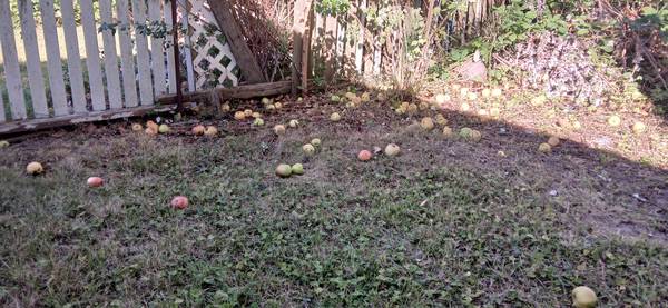 Muchas manzanas. (Bellingham)63613582832131121