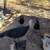 Turkeys 1 thumbnail