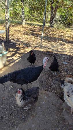 Turkeys 1