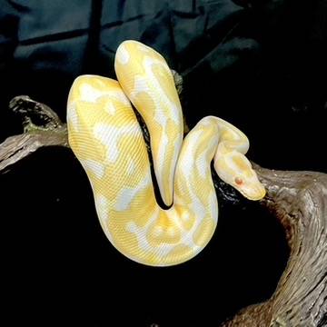 Rehoming Albino Ball Python63896661915011120