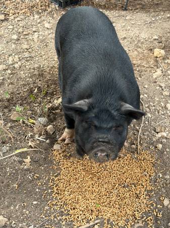 Unregistered Kune Kune M 1