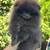 Korean pomeranian 3 thumbnail