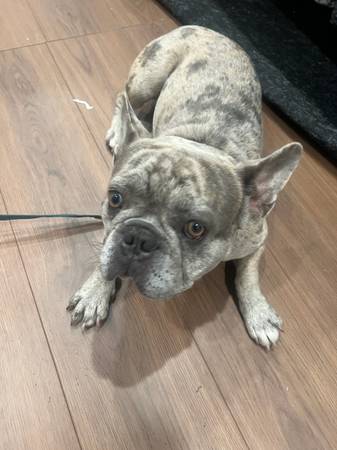 Reubicación de un Bulldog Francés (Alameda)