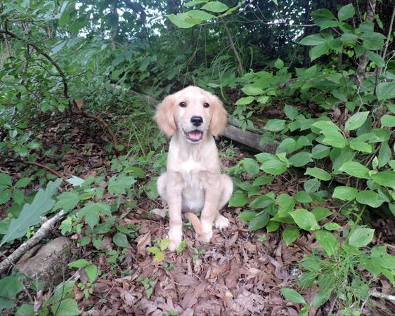 ¡Cachorro Golden Retriever! ¡AKC!63280380574211120