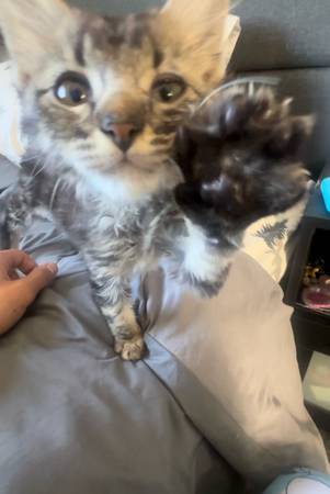 Tabby kitten (Las Vegas)63907417337346120