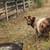 Farm Animal Sale 16 thumbnail