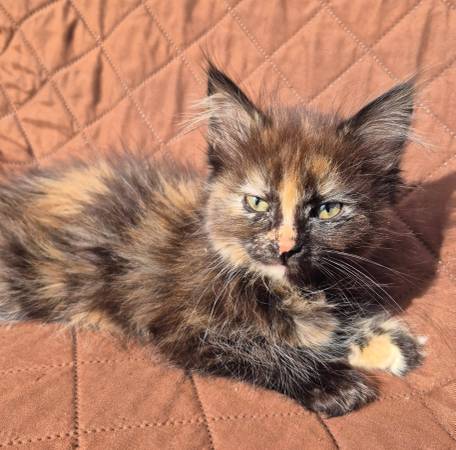 Tortie MC Kitten (Olympia)63885716885121121