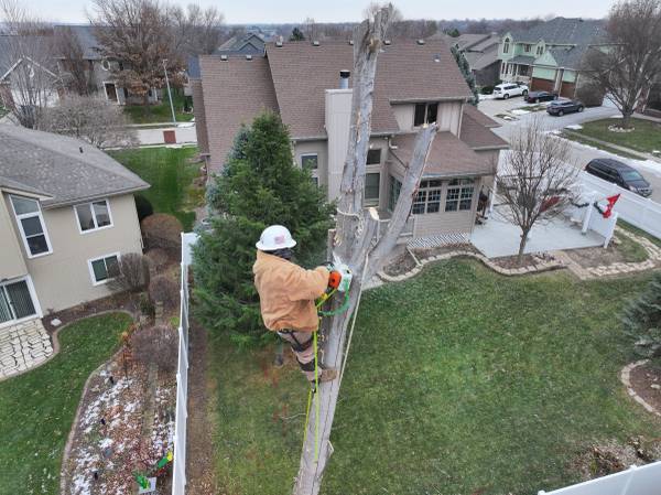 Divino Landscaping and Tree services 1