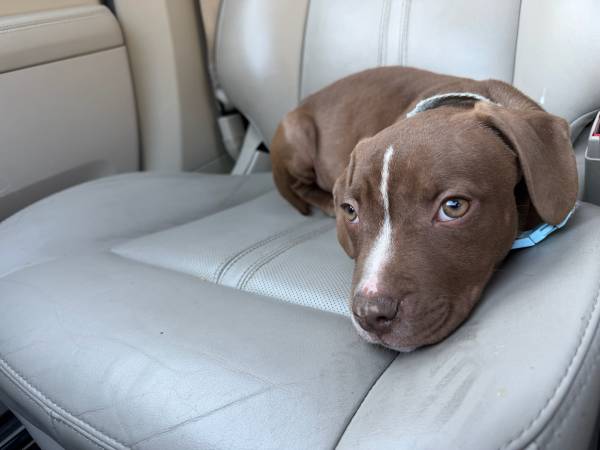 Macho mestizo de pitbull de 6 meses (Pocomoke City)