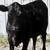 3/4 Angus 1/4 Jersey Heifer 2 thumbnail