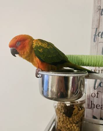 Red factor sun conure (Male)63948404268291123
