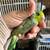 Parrotlet 2 thumbnail