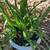 Blueberry Plant & Scculents in nice Clay Pots for your Patio! 7 thumbnail