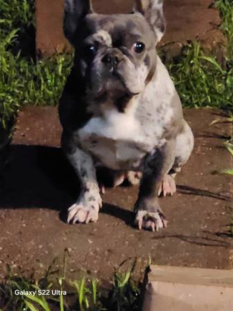 Female Frenchie (Temple Tx)63839344598273120