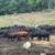Bred cattle 14 thumbnail