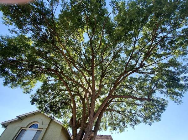 Tree Pruning Free Consultations 1