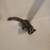 Sugar gliders 7 thumbnail
