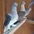 Fancy Pigeons - large variety 4 thumbnail