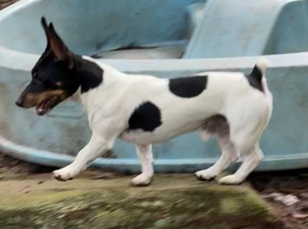 Rat terrier type B 1