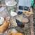 Chickens 3 thumbnail