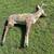 Deer Target 1 thumbnail