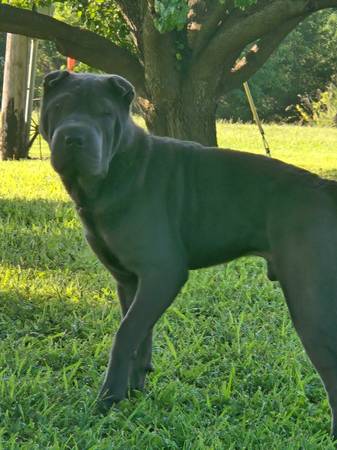 Shar pei macho de 1 año63791661885441122