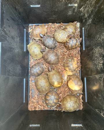 Box turtles for adoption (San Diego)63894602229635120