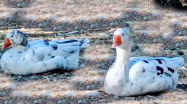 Gansos macho y hembra a la venta 1
