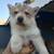 Siberian Husky Puppy 2 thumbnail