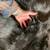 Black Bear Rug 3 thumbnail