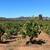 Sales Opportunity for Small, Family Winery 5 thumbnail