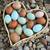 Colorful Layer Breed Hens 1 thumbnail